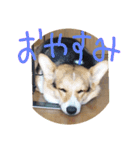 コーギー犬 ここちゃん（個別スタンプ：5）