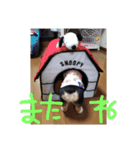 コーギー犬 ここちゃん（個別スタンプ：6）
