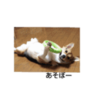 コーギー犬 ここちゃん（個別スタンプ：8）