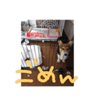 コーギー犬 ここちゃん（個別スタンプ：9）