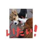 コーギー犬 ここちゃん（個別スタンプ：10）