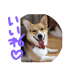 コーギー犬 ここちゃん（個別スタンプ：11）