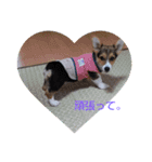 コーギー犬 ここちゃん（個別スタンプ：12）