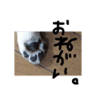 コーギー犬 ここちゃん（個別スタンプ：13）