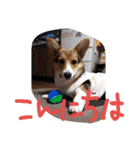 コーギー犬 ここちゃん（個別スタンプ：14）