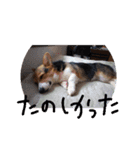 コーギー犬 ここちゃん（個別スタンプ：16）