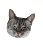 猫ねこネコだらけ（個別スタンプ：1）