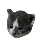 猫ねこネコだらけ（個別スタンプ：2）