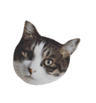 猫ねこネコだらけ（個別スタンプ：3）