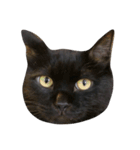 猫ねこネコだらけ（個別スタンプ：4）