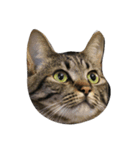 猫ねこネコだらけ（個別スタンプ：5）
