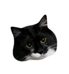 猫ねこネコだらけ（個別スタンプ：6）
