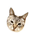 猫ねこネコだらけ（個別スタンプ：8）