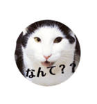 マロやで（個別スタンプ：3）