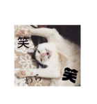 マロやで（個別スタンプ：9）