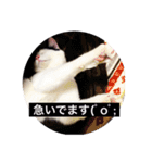 マロやで（個別スタンプ：10）