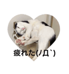 マロやで（個別スタンプ：11）