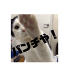 マロやで（個別スタンプ：14）
