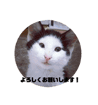 マロやで（個別スタンプ：16）