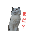 しろくろ猫くん（個別スタンプ：1）