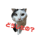 しろくろ猫くん（個別スタンプ：2）