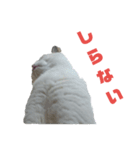 しろくろ猫くん（個別スタンプ：3）