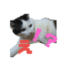 しろくろ猫くん（個別スタンプ：4）
