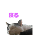 しろくろ猫くん（個別スタンプ：5）