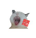 しろくろ猫くん（個別スタンプ：6）