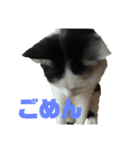 しろくろ猫くん（個別スタンプ：7）