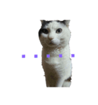 しろくろ猫くん（個別スタンプ：8）