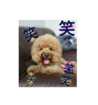 ワンコのfamily（個別スタンプ：3）