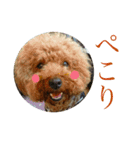 ワンコのfamily（個別スタンプ：8）