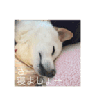 パオだらけ（個別スタンプ：4）