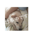 パオだらけ（個別スタンプ：7）
