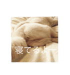 パオだらけ（個別スタンプ：8）