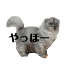 風彩 健（個別スタンプ：31）