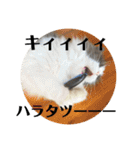 風彩 健（個別スタンプ：32）