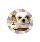 うにちゃんの日常で使えそうなスタンプ（個別スタンプ：1）