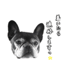 クロスケのふがふがスタンプ 4（個別スタンプ：4）