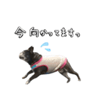 クロスケのふがふがスタンプ 4（個別スタンプ：6）