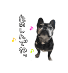クロスケのふがふがスタンプ 4（個別スタンプ：10）