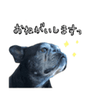 クロスケのふがふがスタンプ 4（個別スタンプ：16）