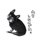 クロスケのふがふがスタンプ 4（個別スタンプ：19）