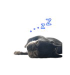 クロスケのふがふがスタンプ 4（個別スタンプ：21）
