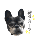 クロスケのふがふがスタンプ 4（個別スタンプ：40）