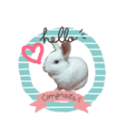 うさぎのしろたん（個別スタンプ：2）