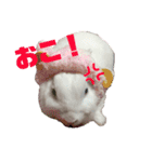 うさぎのしろたん（個別スタンプ：3）