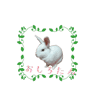 うさぎのしろたん（個別スタンプ：4）