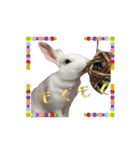うさぎのしろたん（個別スタンプ：5）